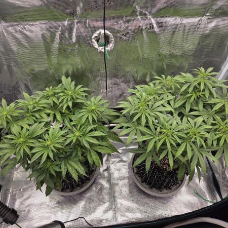 Glitter Gas/Peyote Zkittlez