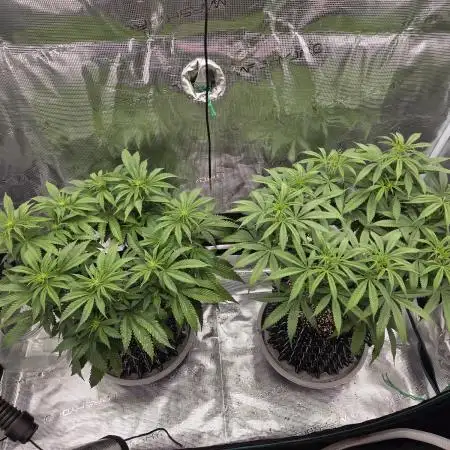 Glitter Gas/Peyote Zkittlez