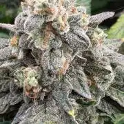 Notorious THC Living Soil