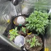 Gorilla Z Soil