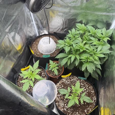 Gorilla Z Soil