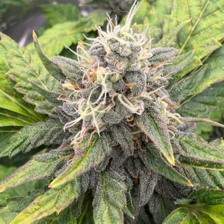 Notorious THC Living Soil