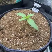 Gelato Auto Sweetness
