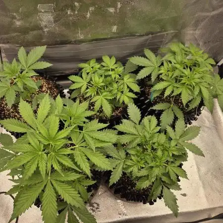 Five Plants One Goal