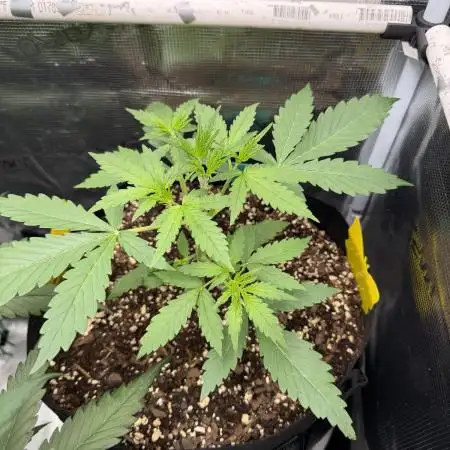 Gorilla Z Soil