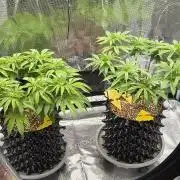 Glitter Gas/Peyote Zkittlez