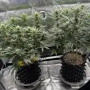 Glitter Gas/Peyote Zkittlez