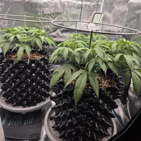 Glitter Gas/Peyote Zkittlez