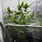 Notorious THC Living Soil