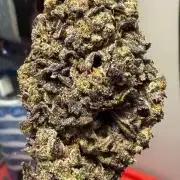 Notorious THC Living Soil