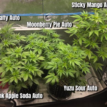 Five Plants One Goal