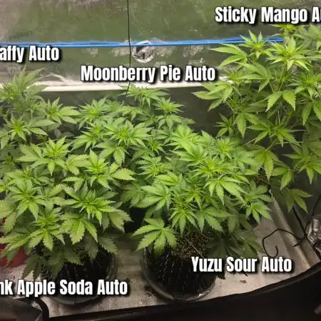 Five Plants One Goal