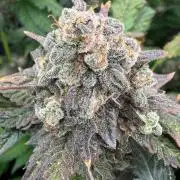Notorious THC Living Soil