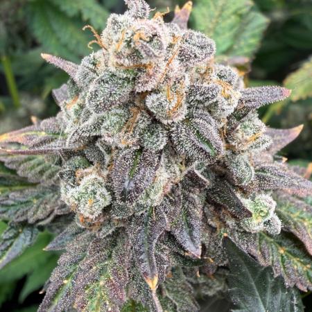 Notorious THC Living Soil