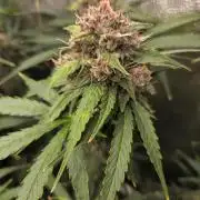 Five Plants One Goal