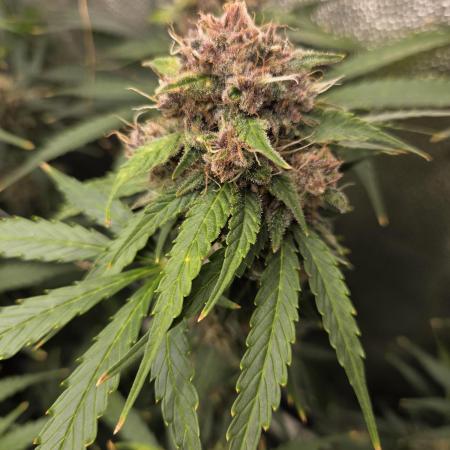 Five Plants One Goal