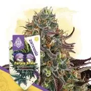 Purple Urkle Living Soil