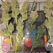 Five Plants One Goal