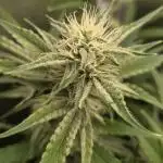 Five Plants One Goal