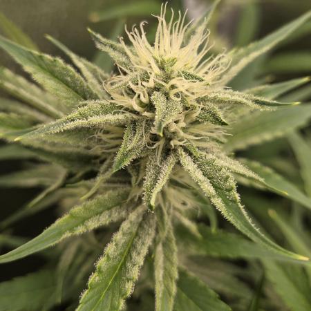 Five Plants One Goal