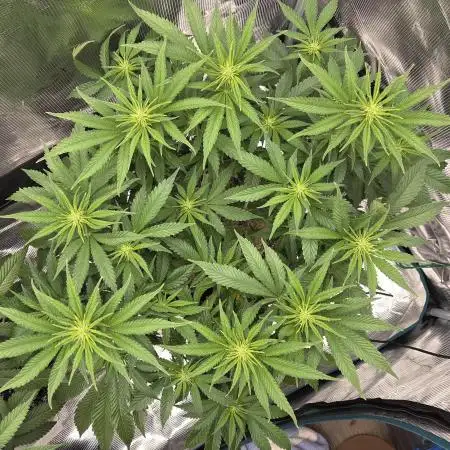 Glitter Gas/Peyote Zkittlez