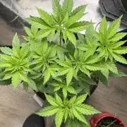 Sour D. Personal Fav