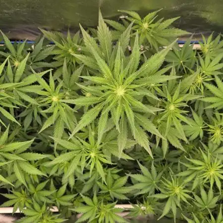 Five Plants One Goal
