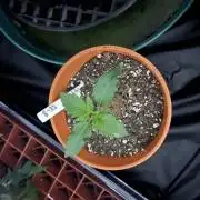 Mighty Grape By WhiteAsh