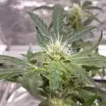 Northern Lights 1