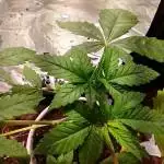 Pineapple Chunk 1