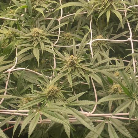 Granny’s Home by Seedstockers