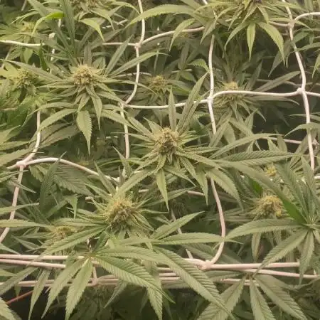 Granny’s Home by Seedstockers