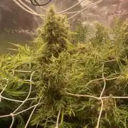 Mentha De Croco - TerpyZ. Mutant