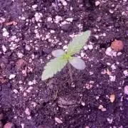 Papaya Frosting - Barneys Farm