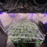 6 STRAINS, 7 PLANTS - SCROG - BIOTABS