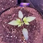 Eternity Growcup 2026 - Sticky Broccoli