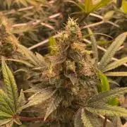 Blue Dream - Barneys farm - FC3000evo