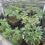 Blue Dream - Barneys farm - FC3000evo