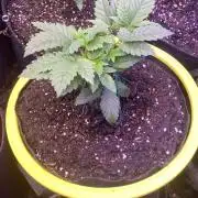 Grandpa Zombie Genetics Fem - Izi Farms