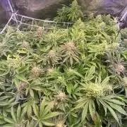 6 STRAINS, 7 PLANTS - SCROG - BIOTABS