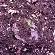 Sticky Wasabi Triploid  Growers Choice