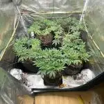 Blue Dream - Barneys farm - FC3000evo