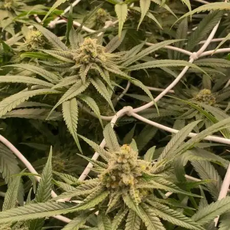 Granny’s Home by Seedstockers