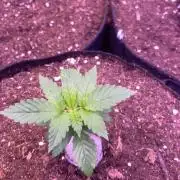 Grandpa Zombie Genetics Fem - Izi Farms