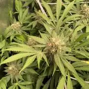 Mazar Kush - World Of Seeds