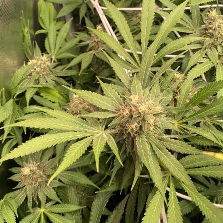 Mazar Kush - World Of Seeds