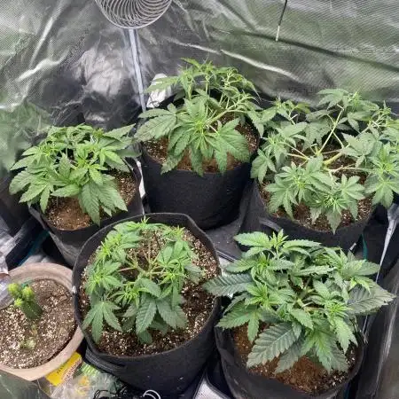 Blue Dream - Barneys farm - FC3000evo