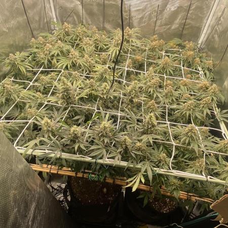Blue Dream - Barneys farm - FC3000evo