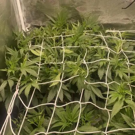 Forbidden Mochi Fem by SeedStockers