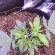 Mazar Kush - World Of Seeds